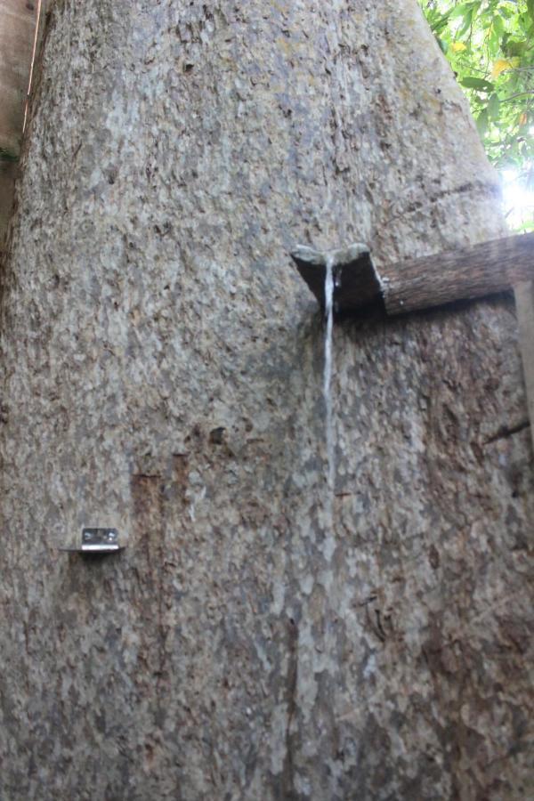 Forest Tree Top Holiday Resort Buttala Exterior foto